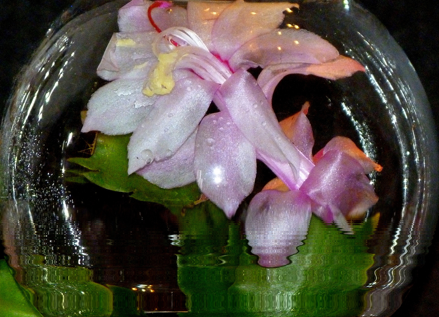 Schlumbergera