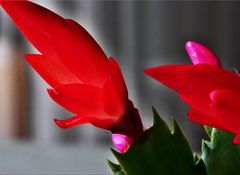 Schlumbergera