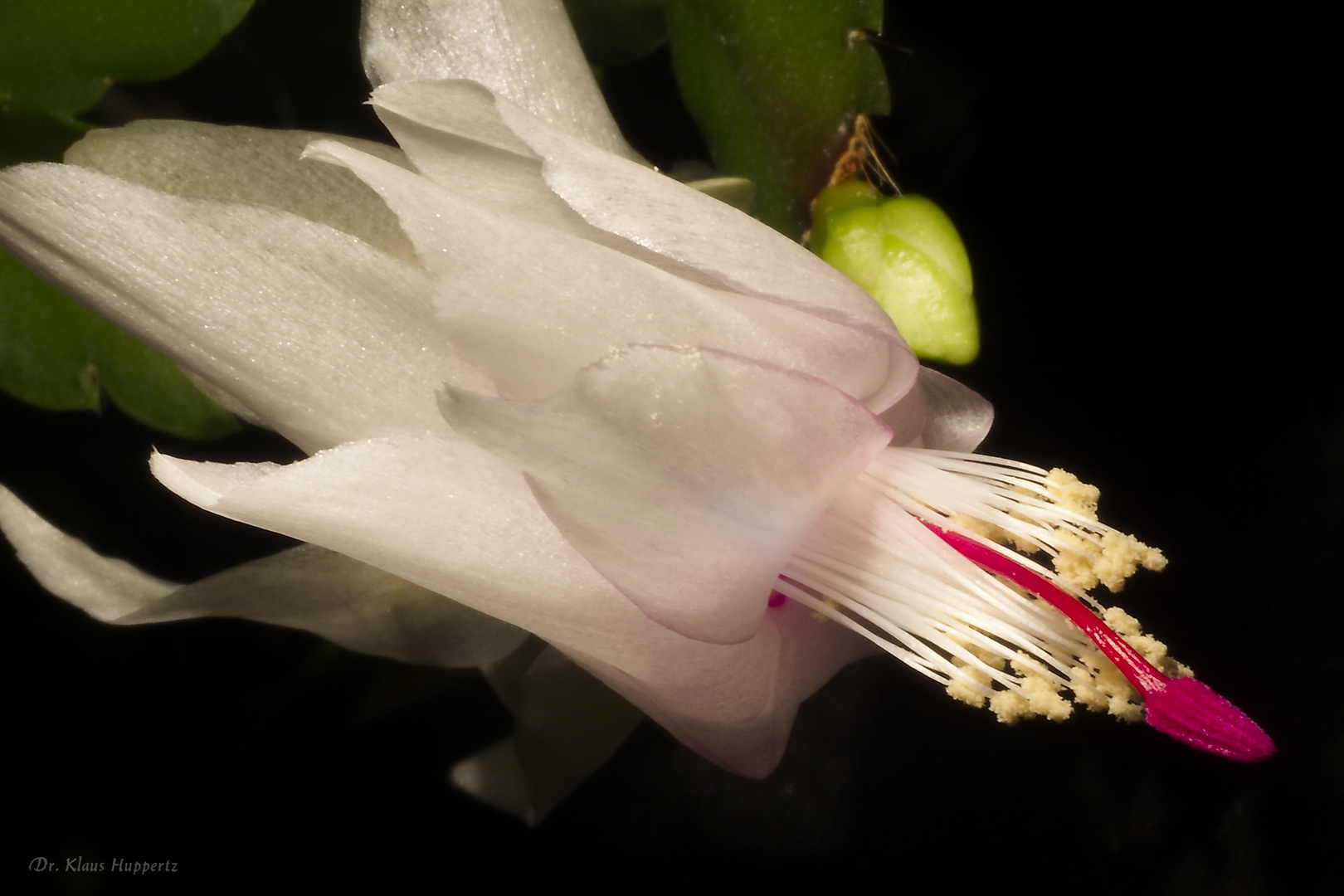 Schlumbergera (3)