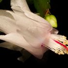 Schlumbergera (3)