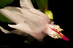 Schlumbergera (3)