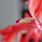 Schlumbergera-3