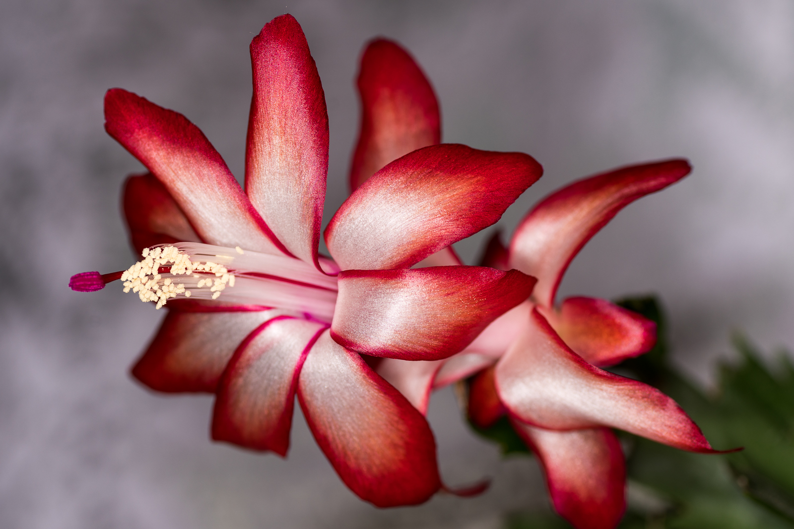 Schlumbergera