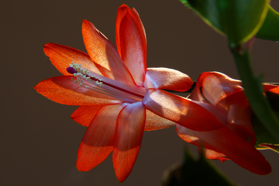 Schlumbergera