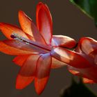 Schlumbergera