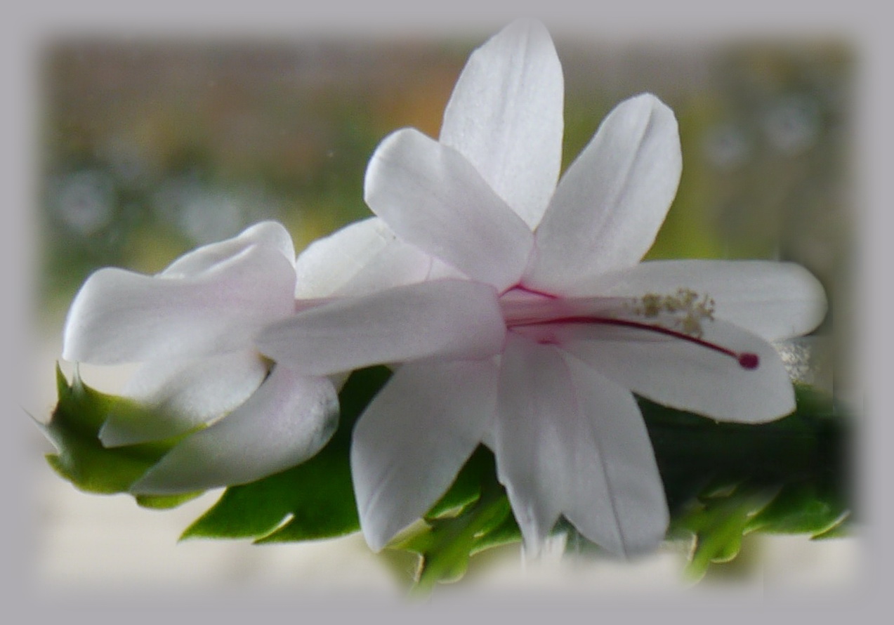 Schlumbergera ...