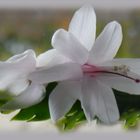 Schlumbergera ...