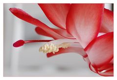 Schlumbergera