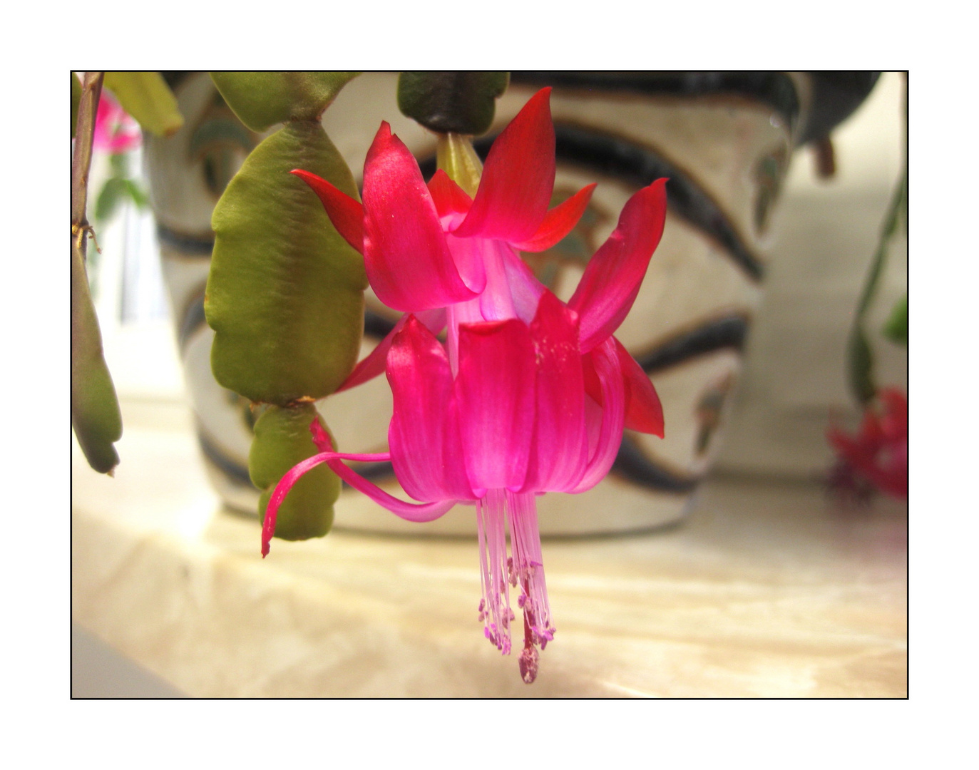 Schlumbergera