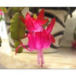 Schlumbergera