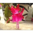 Schlumbergera