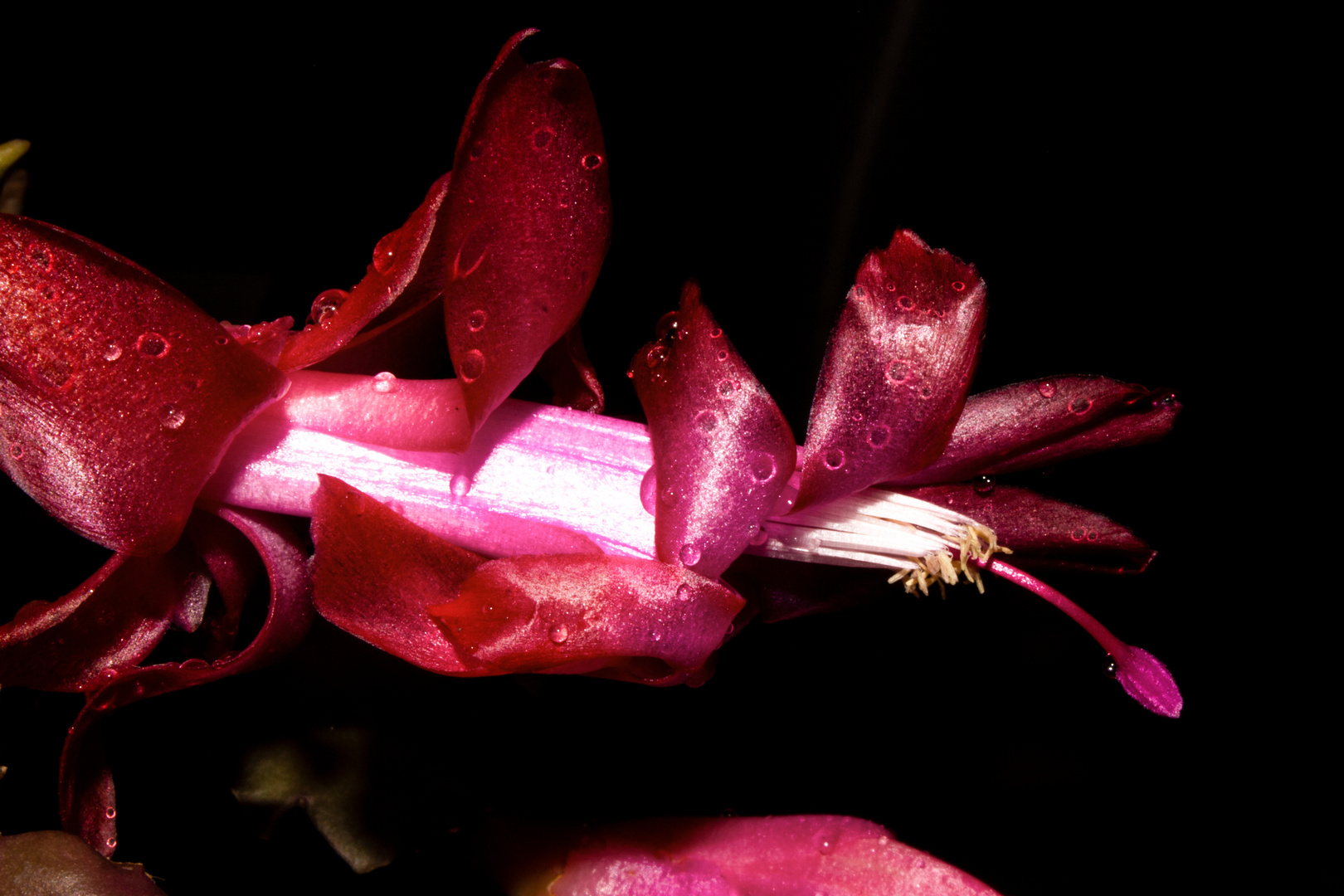 Schlumbergera