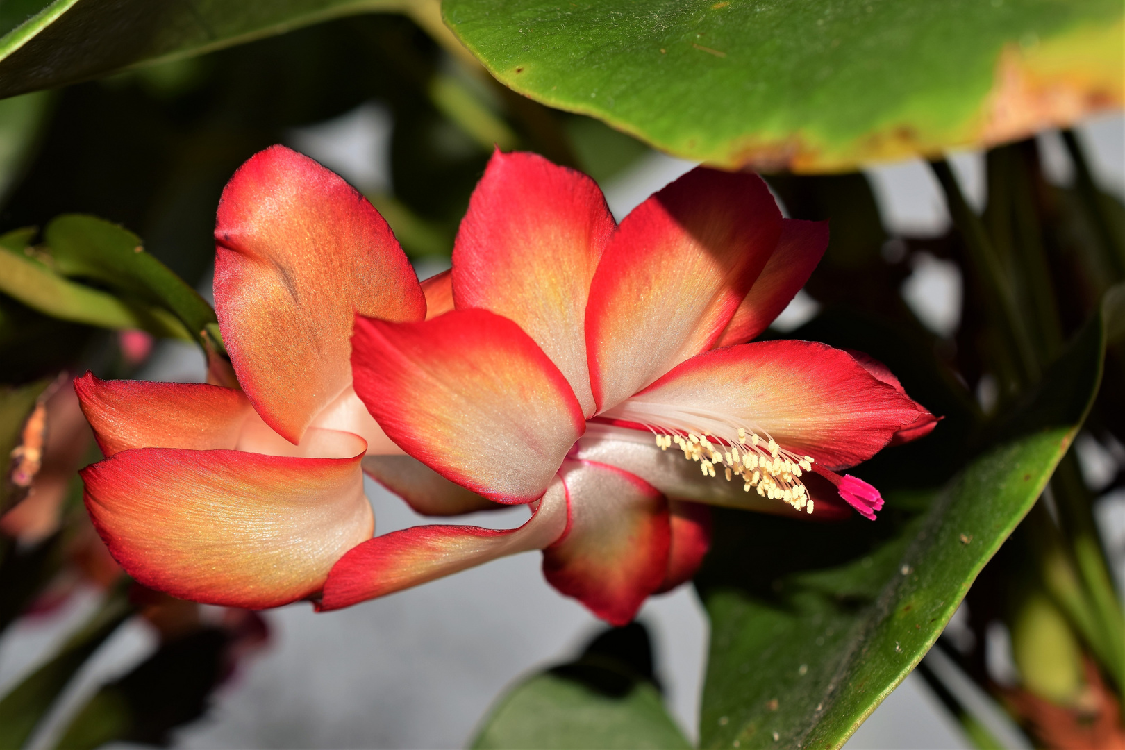 Schlumbergera