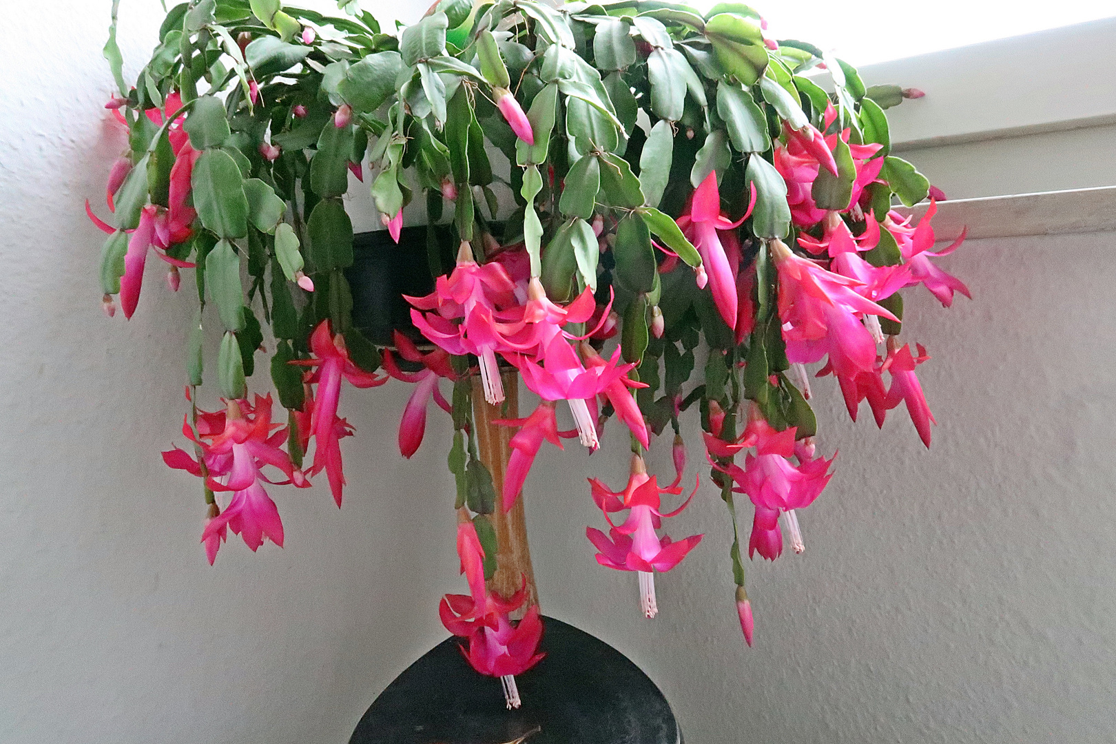 Schlumbergera Foto & Bild pflanzen, pilze & flechten, kakteen