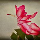 Schlumbergera - 