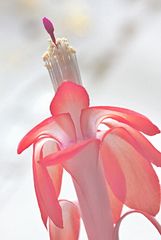 Schlumbergera