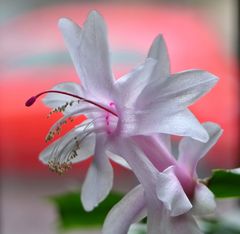 Schlumbergera ...