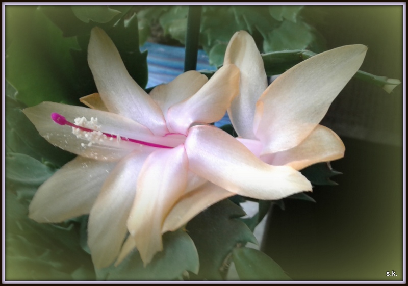 Schlumbergera 