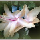 Schlumbergera 