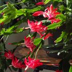 Schlumbergera