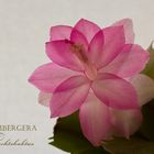 Schlumbergera -