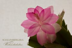 Schlumbergera -