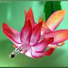 Schlumbergera