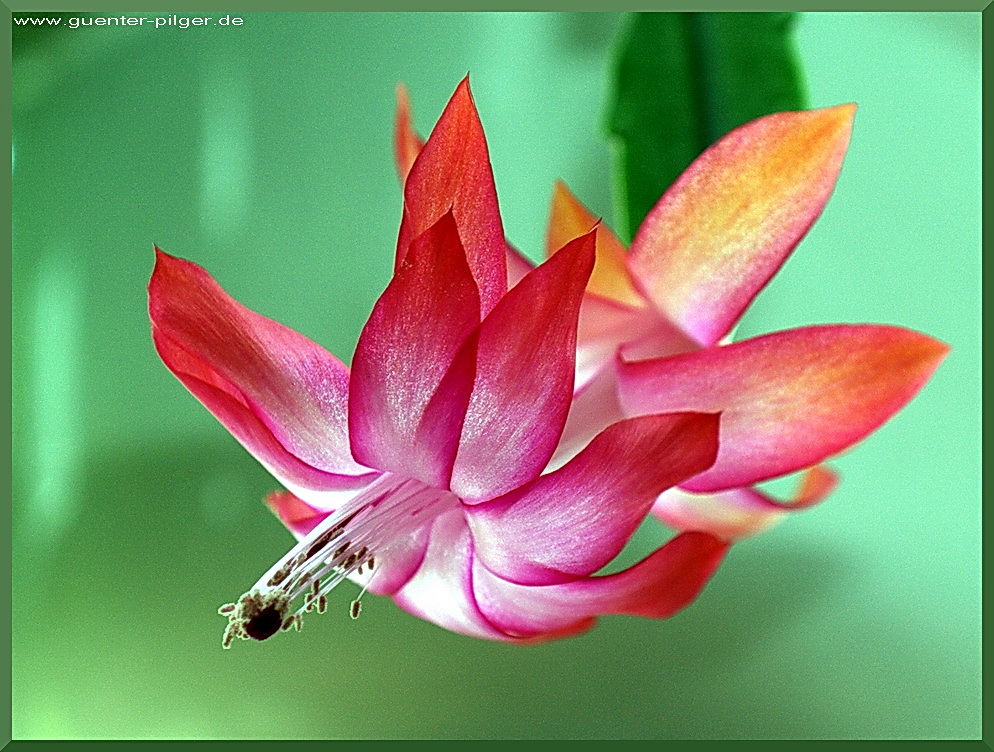 Schlumbergera