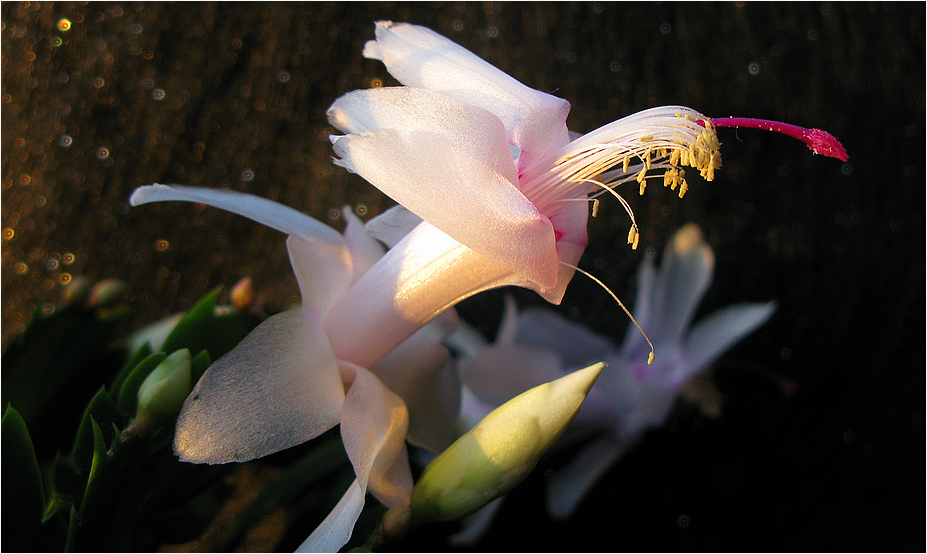 Schlumbergera Foto & Bild pflanzen, pilze & flechten, kakteen