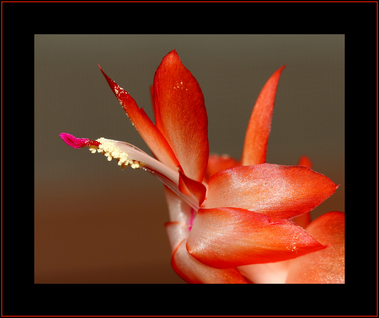Schlumbergera... Foto & Bild pflanzen, pilze & flechten, kakteen