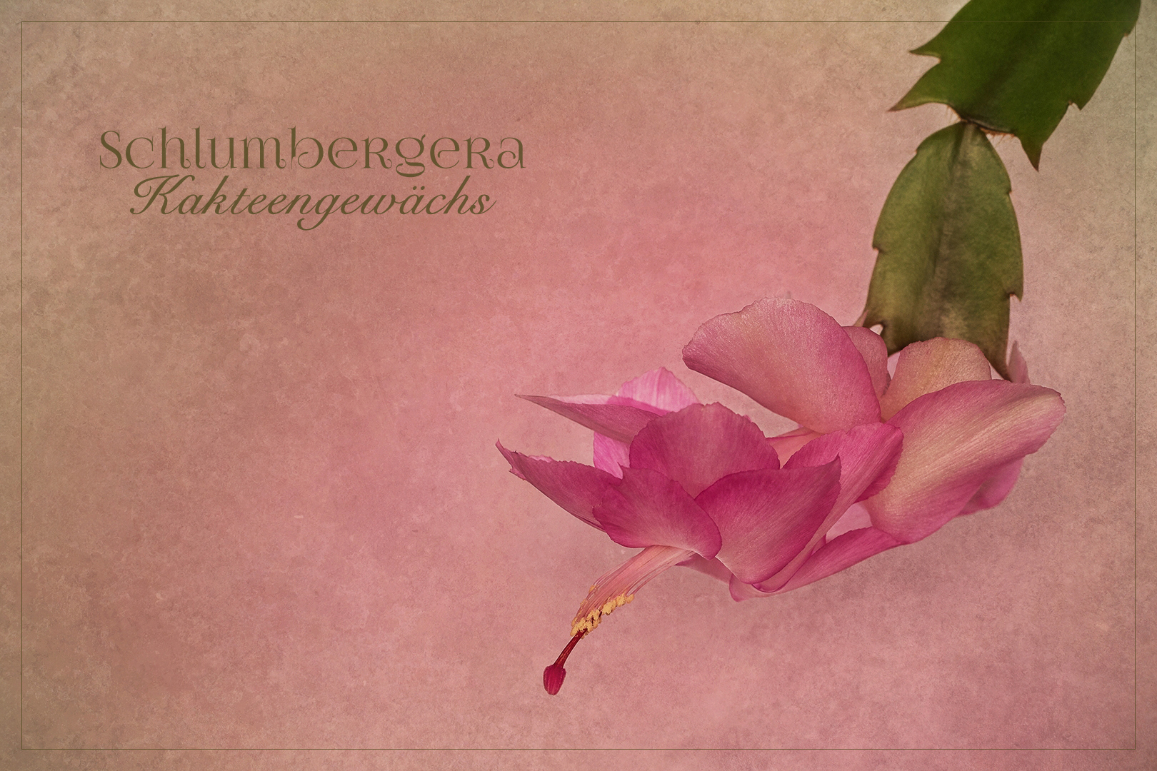 Schlumbergera...