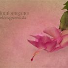 Schlumbergera...