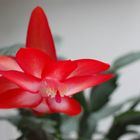 Schlumbergera