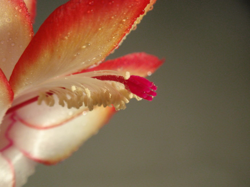 Schlumbergera