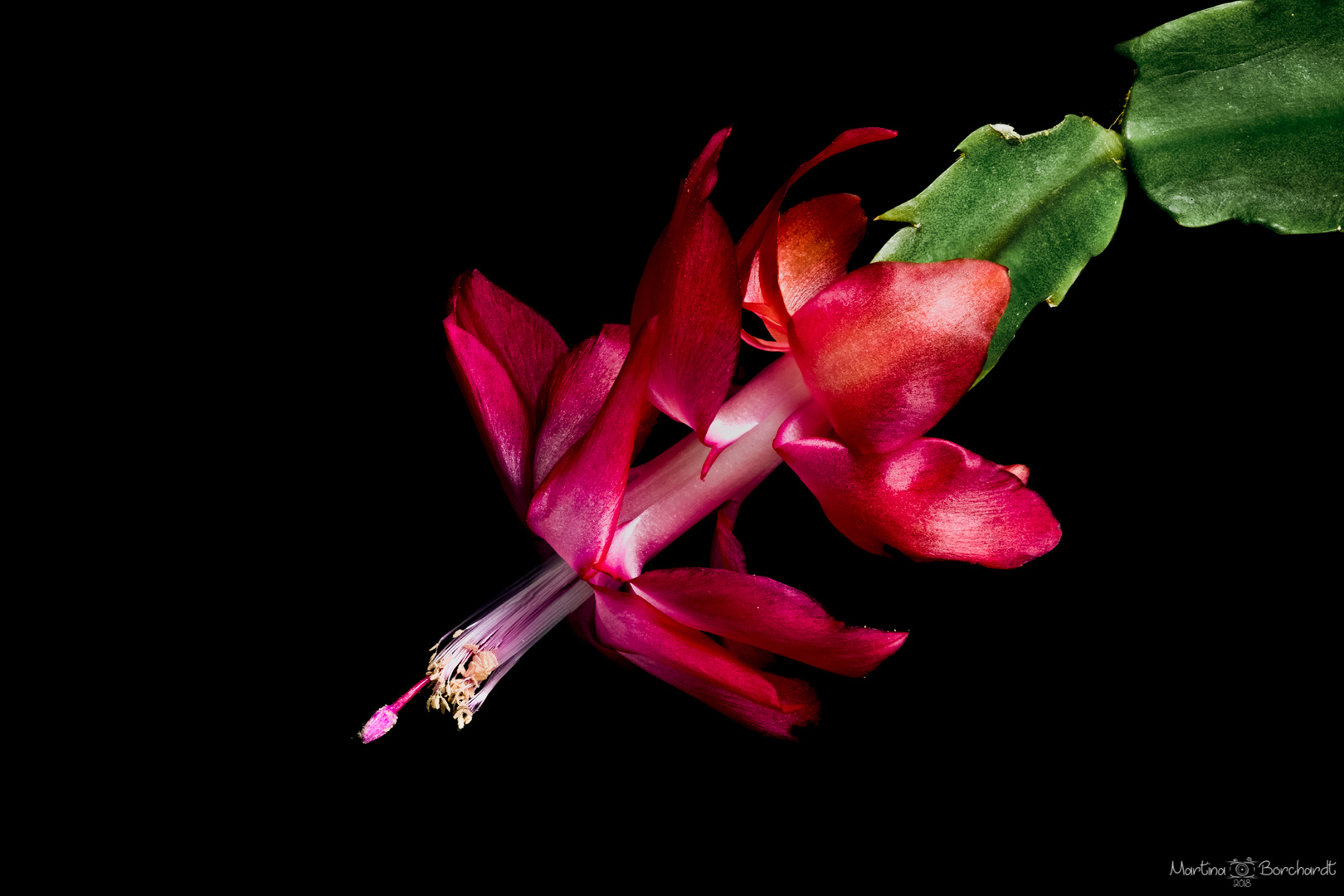 Schlumbergera