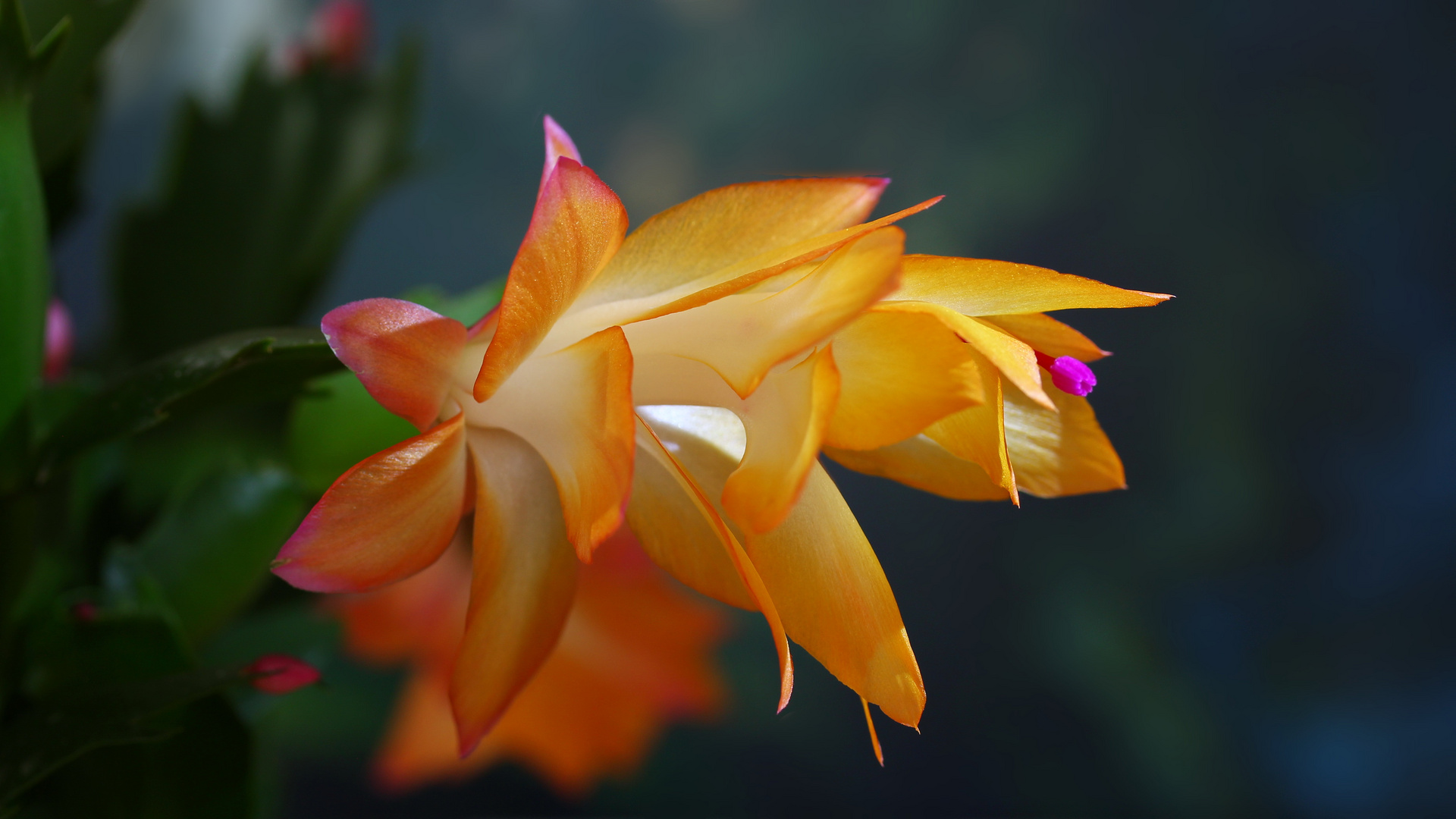 Schlumbergera