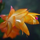 Schlumbergera