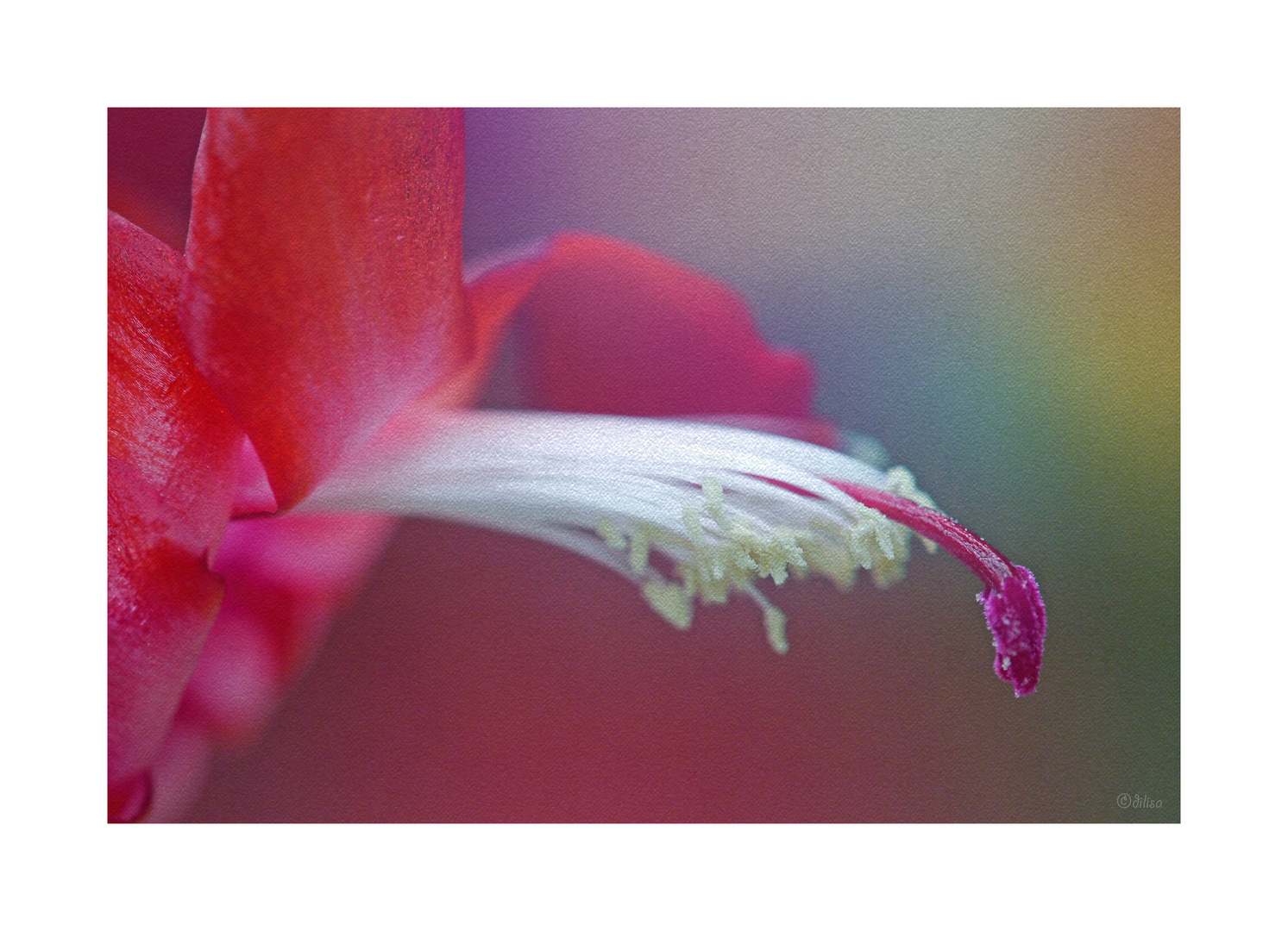 Schlumbergera