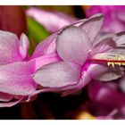 Schlumbergera