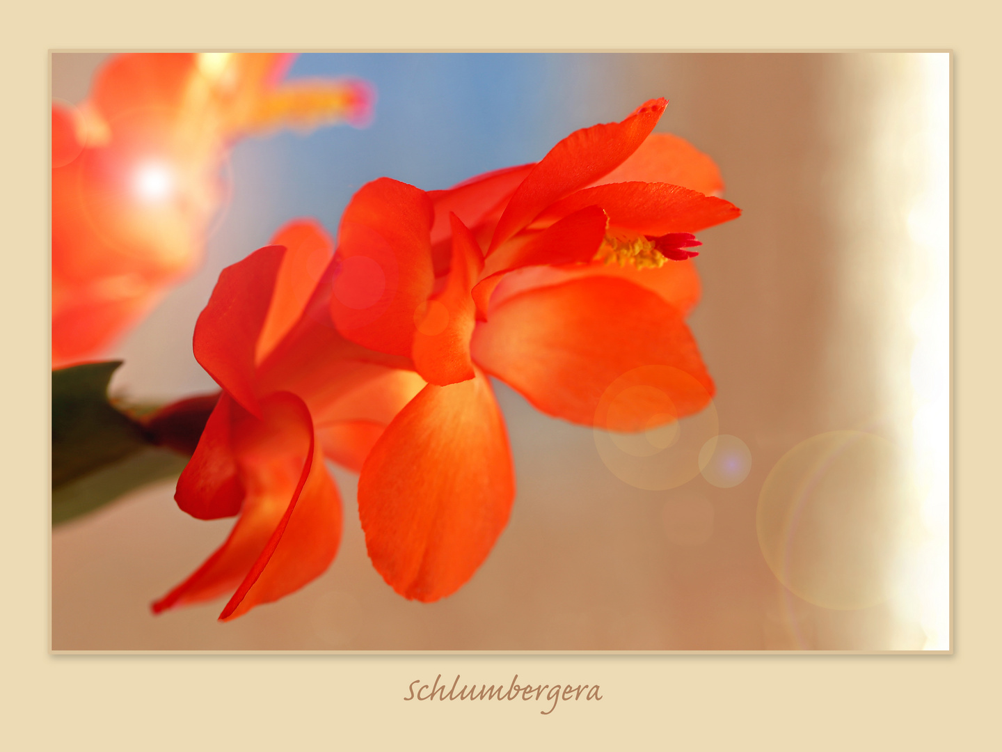 Schlumbergera