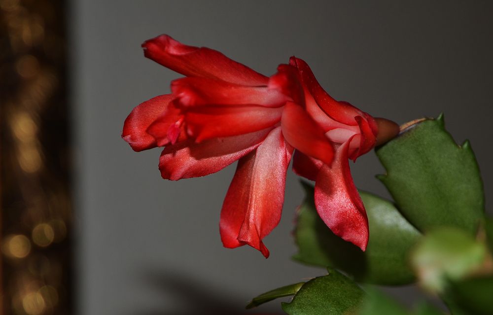 Schlumbergera - Blüte 