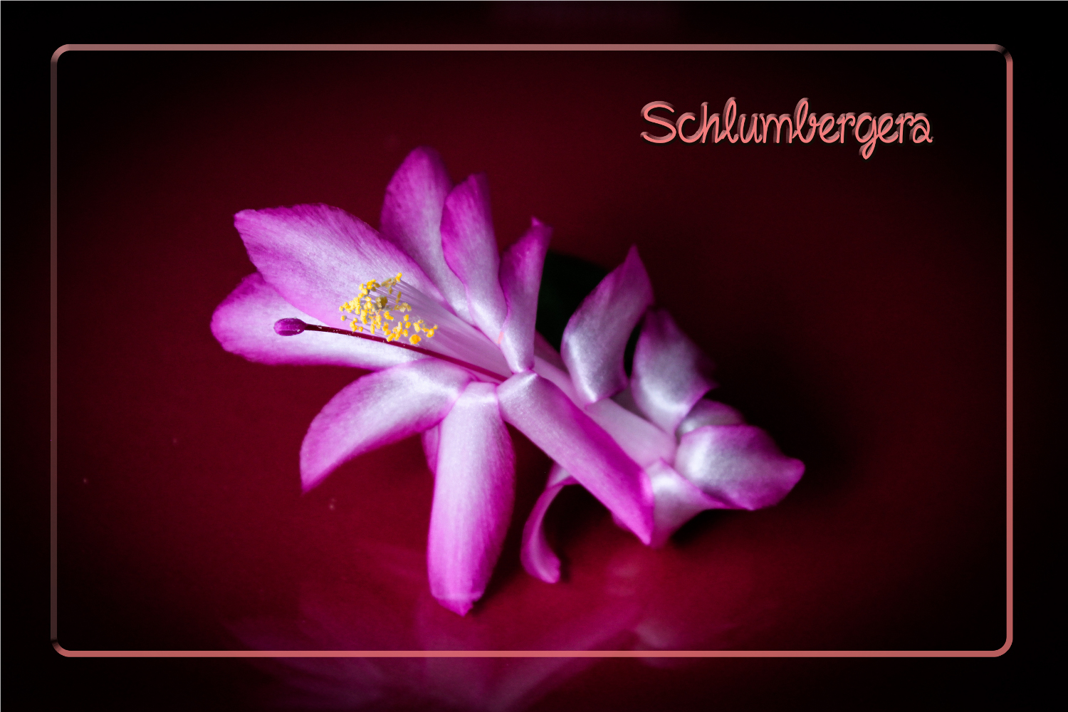 Schlumbergera Blüte