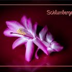 Schlumbergera Blüte