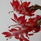 Schlumbergera