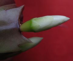 Schlumbergera...