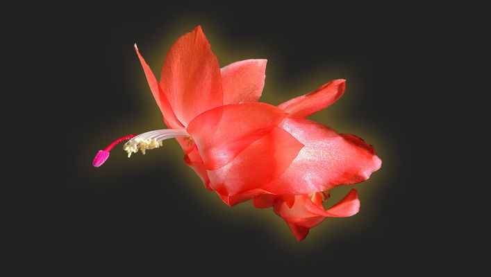 Schlumbergera Cactus de Noël