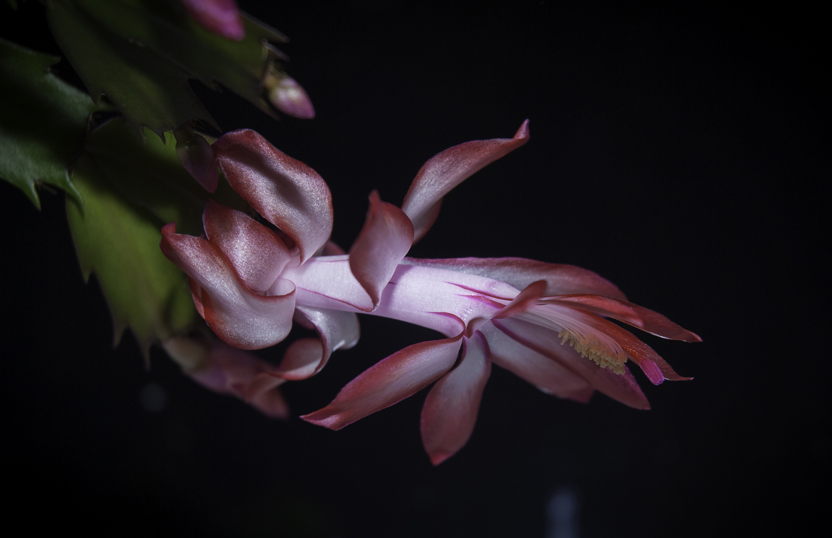 Schlumbergera