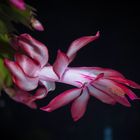 Schlumbergera