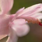 Schlumbergera