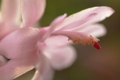 Schlumbergera